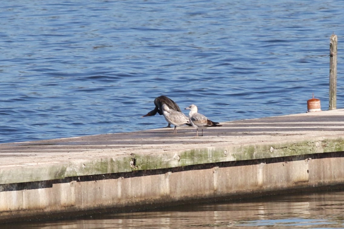 Bonaparte's Gull - ML644654410