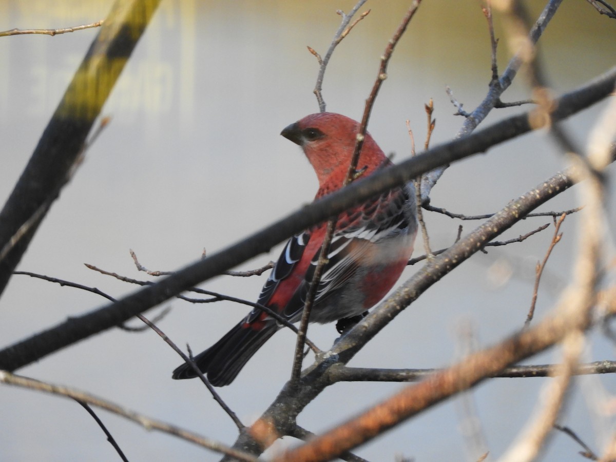Pine Grosbeak - ML644654411