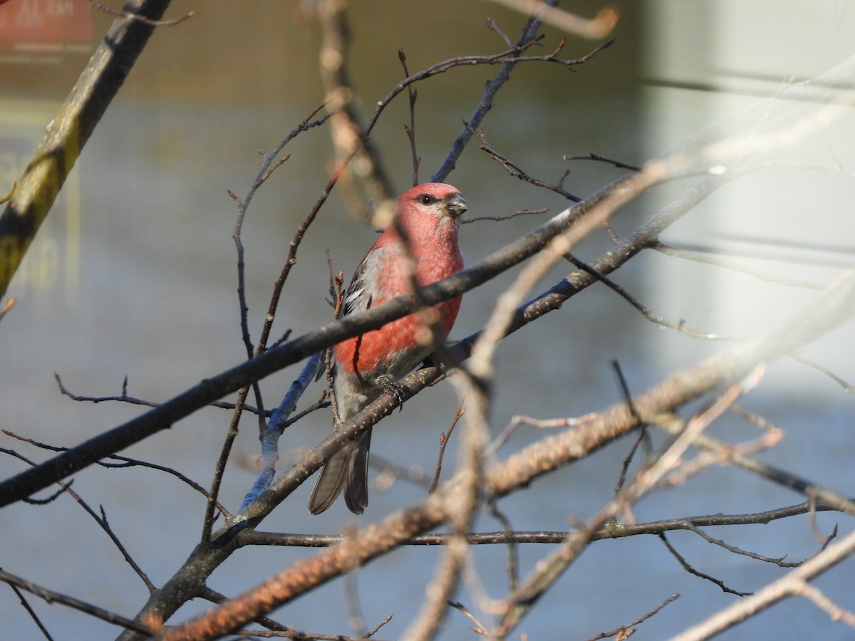 Pine Grosbeak - ML644654412