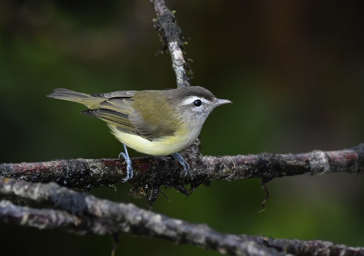 Brown-capped Vireo - ML644654424