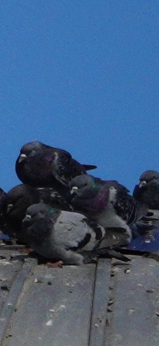 יונת בית - ML644654432