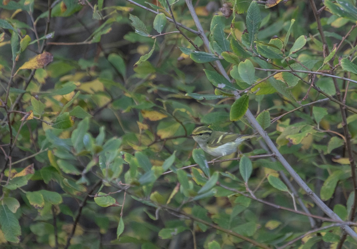 Pallas's Leaf Warbler - ML644654435