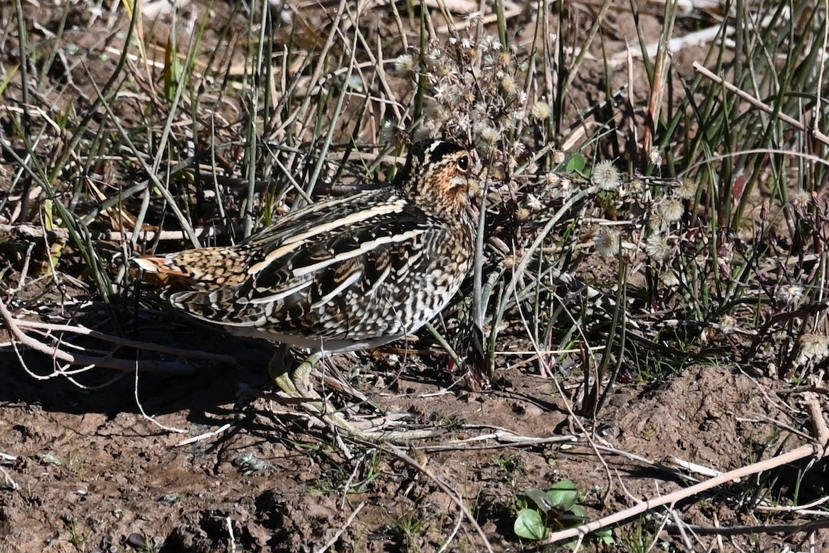 Wilson's Snipe - ML644654436