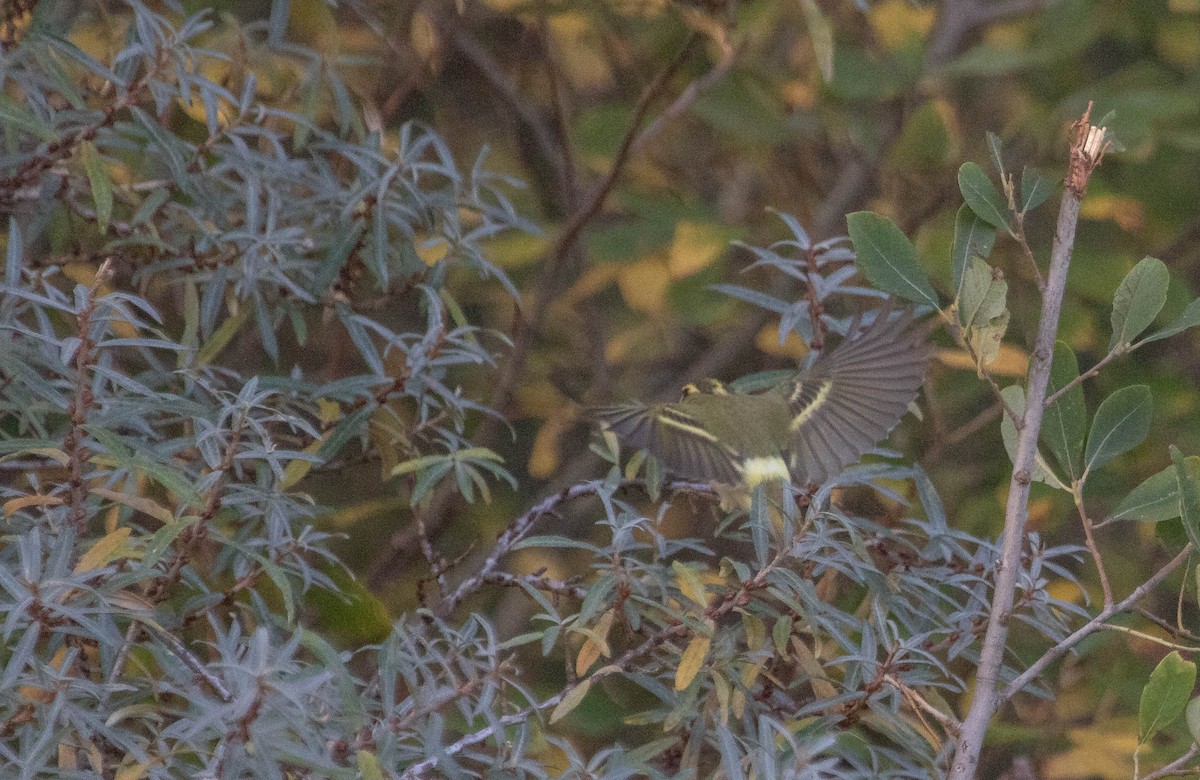 Pallas's Leaf Warbler - ML644654437