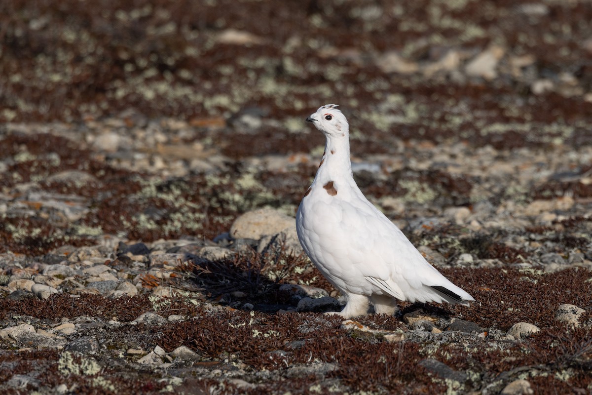 Moorschneehuhn - ML644654441
