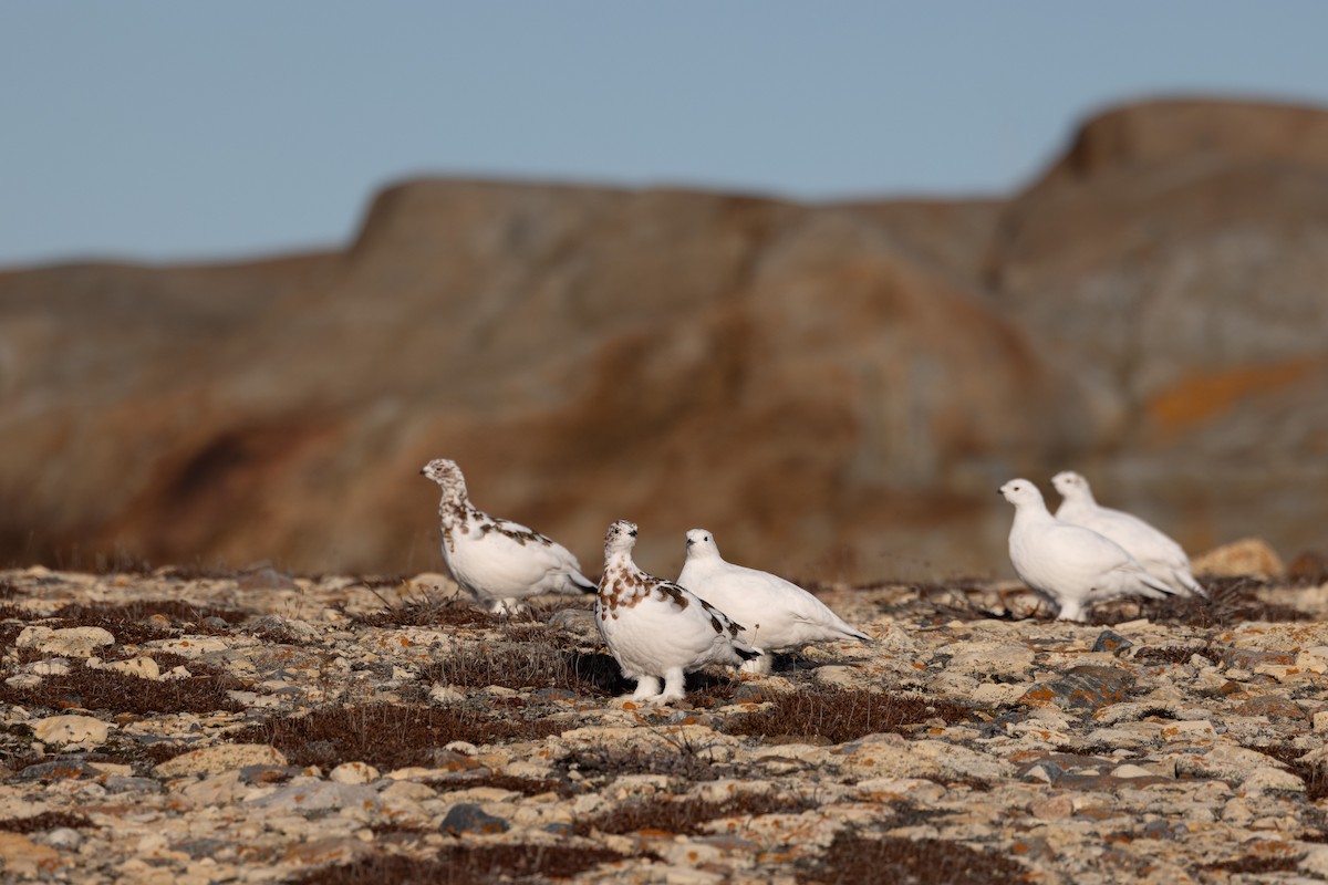 Moorschneehuhn - ML644654442