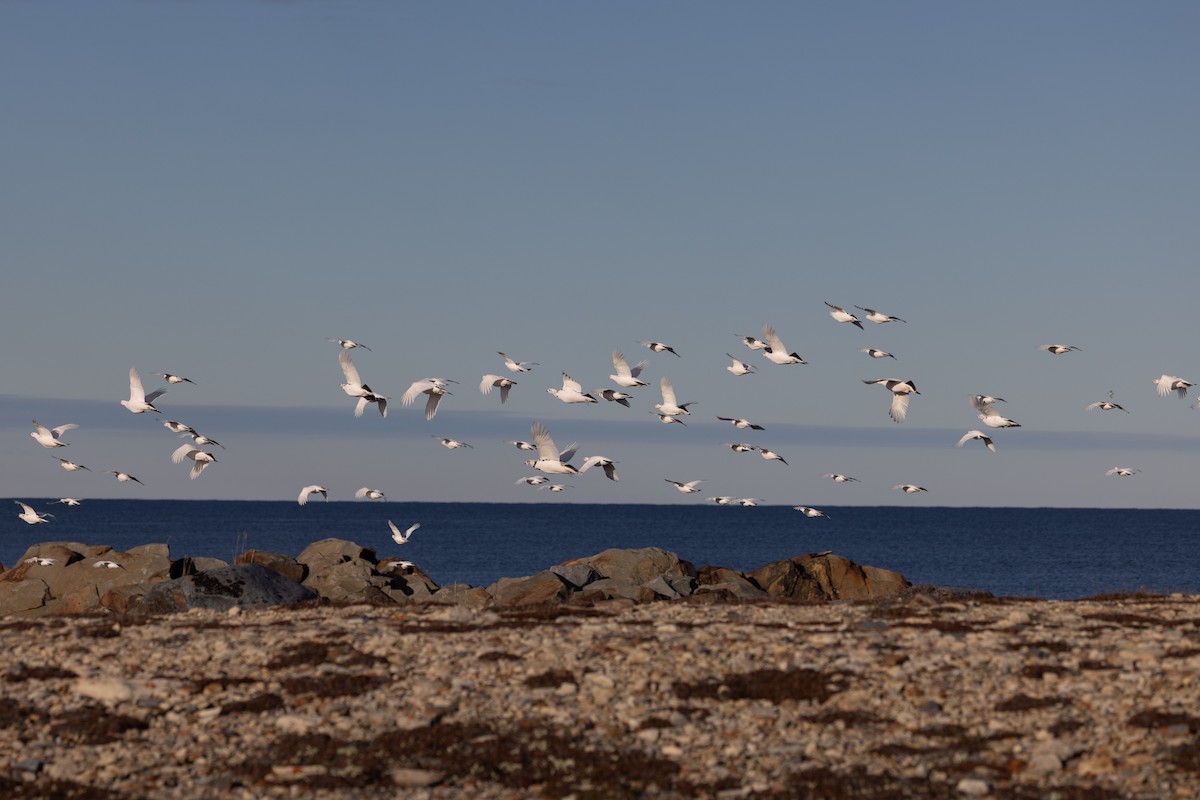 Moorschneehuhn - ML644654444