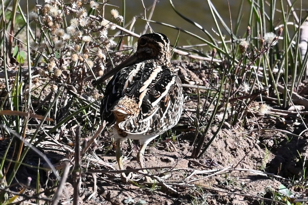 Wilson's Snipe - ML644654454