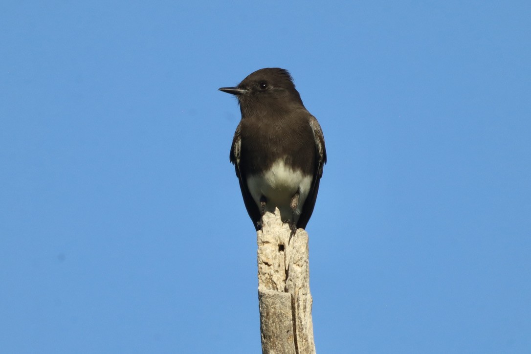 svartfibi - ML644654455