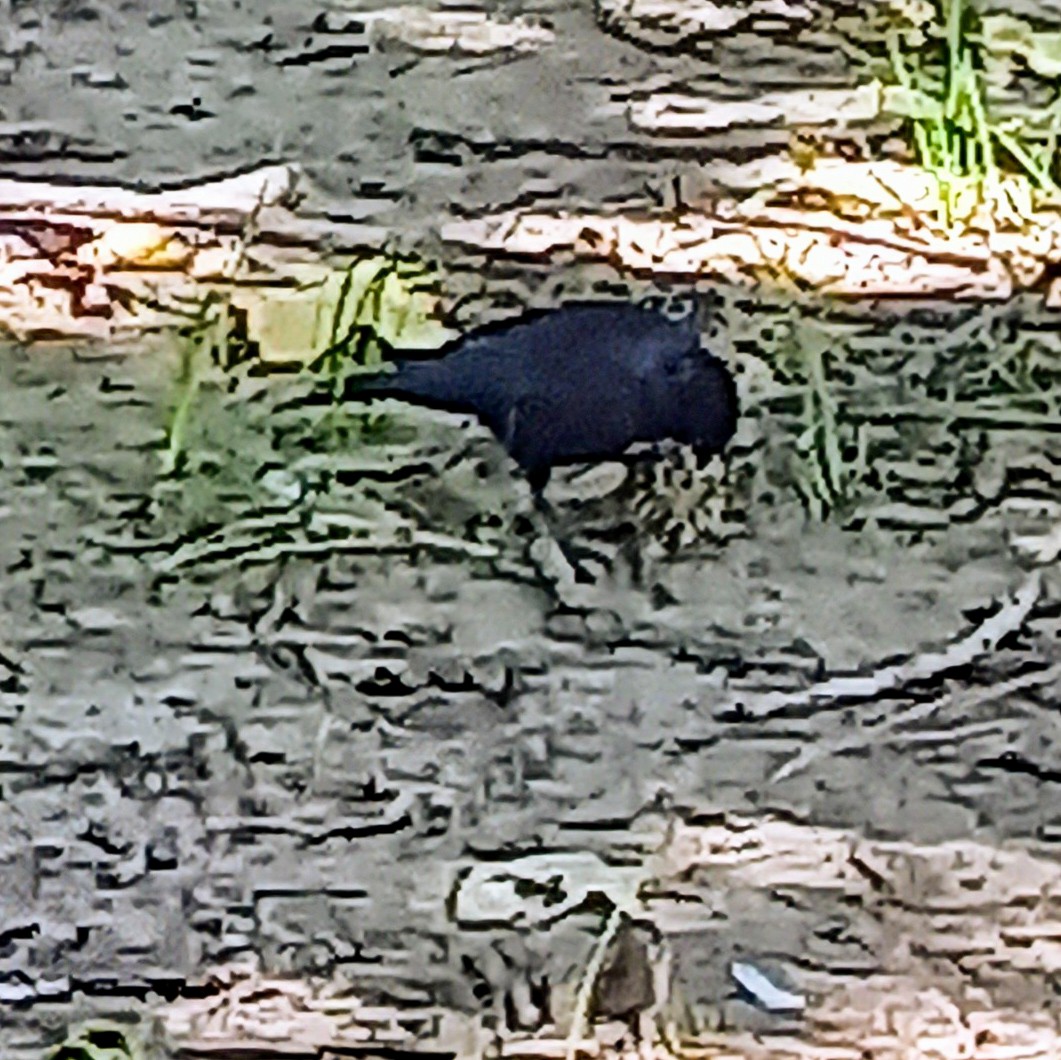 Screaming Cowbird - ML644654461