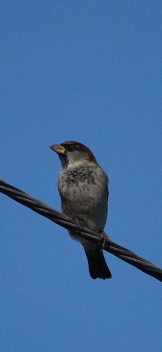 Оронгийн бор шувуу - ML644654465