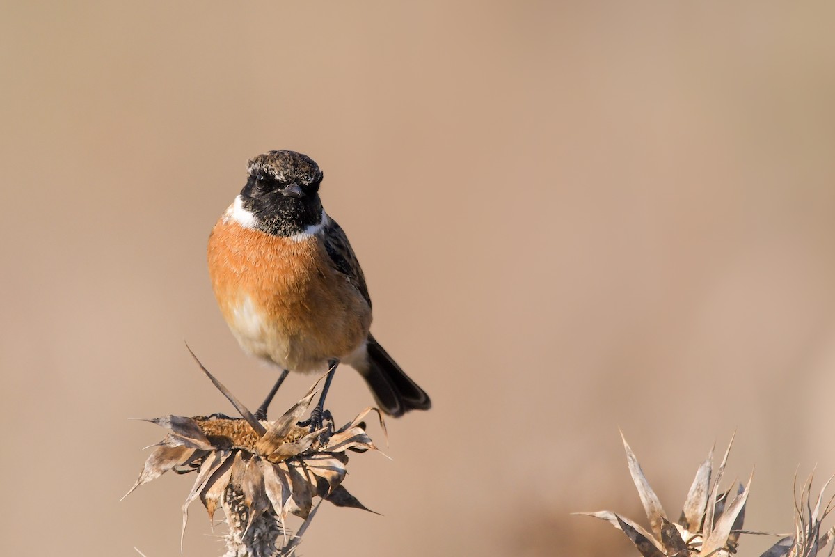 Трав'янка чорноголова - ML644654466