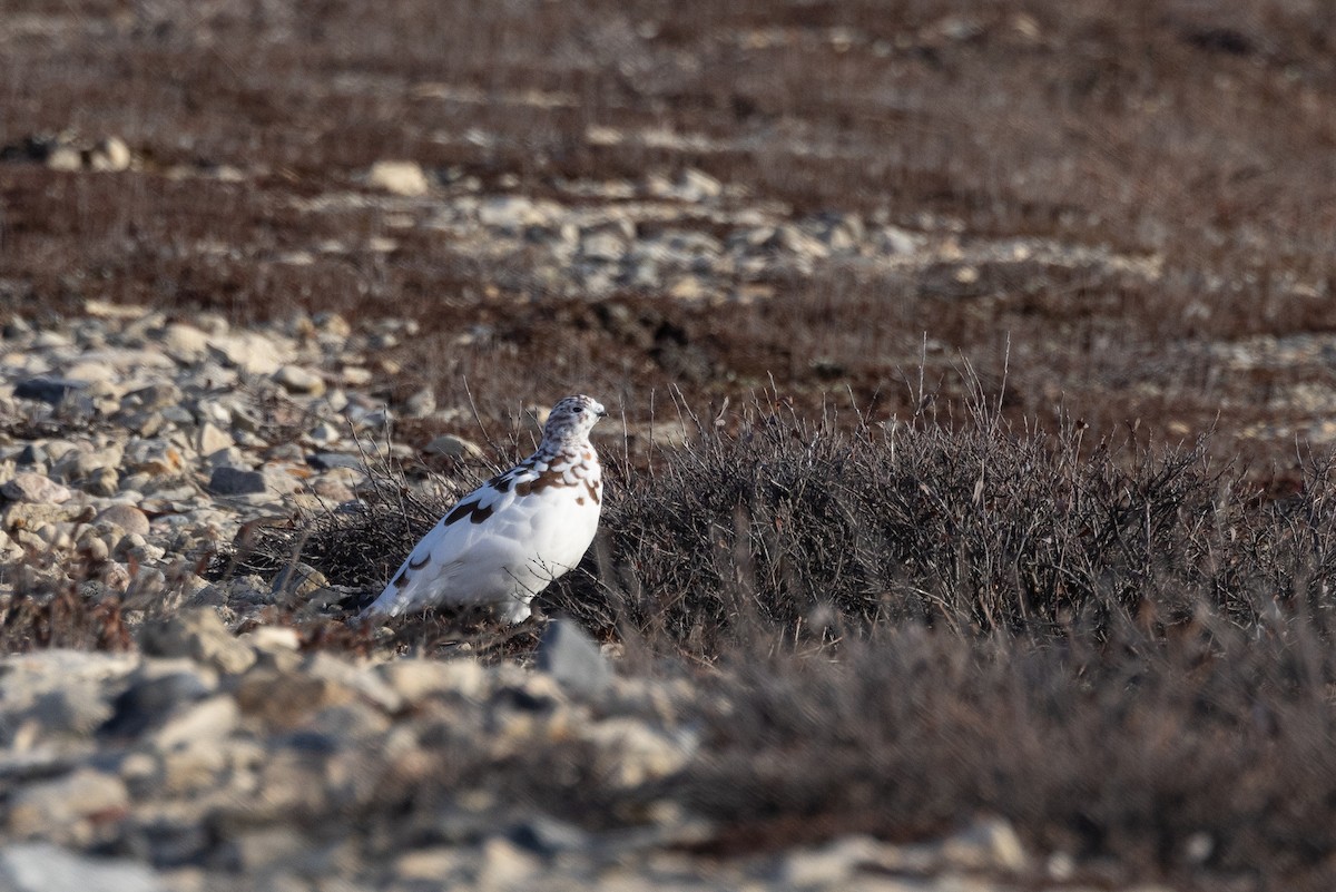 Moorschneehuhn - ML644654472