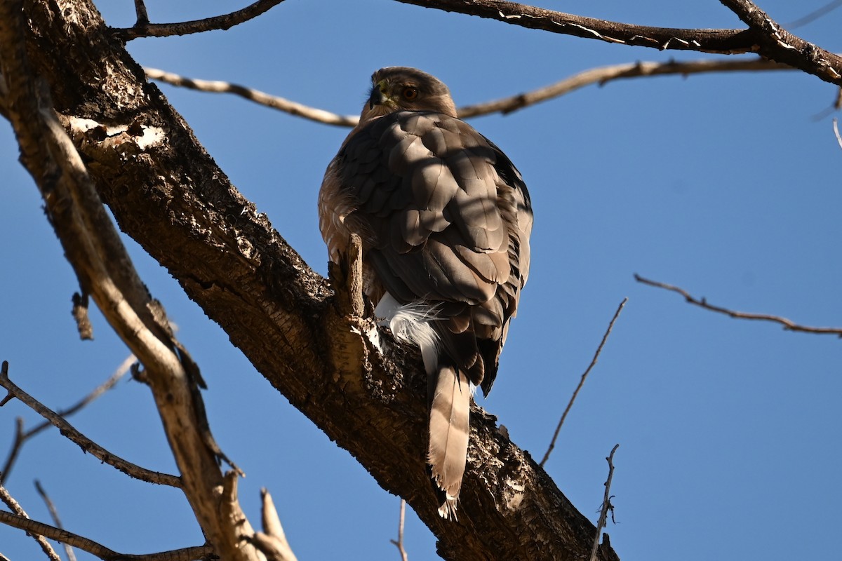 Cooper's Hawk - ML644654477