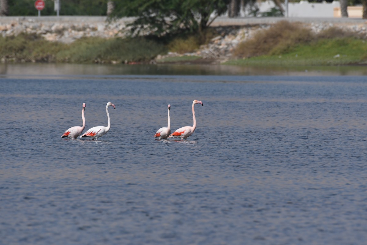 Ягаан нал - ML644654491