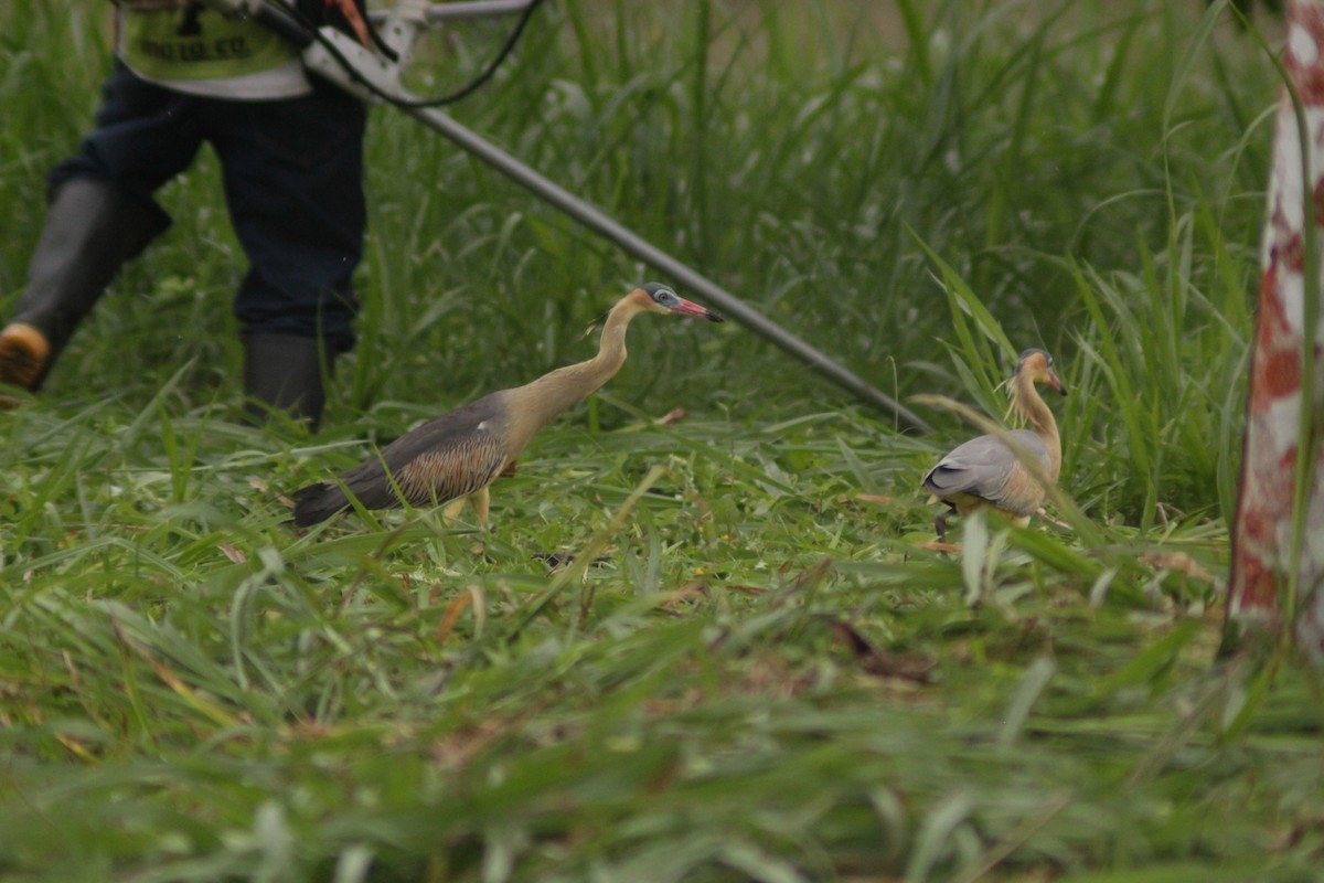 Whistling Heron - ML644654494