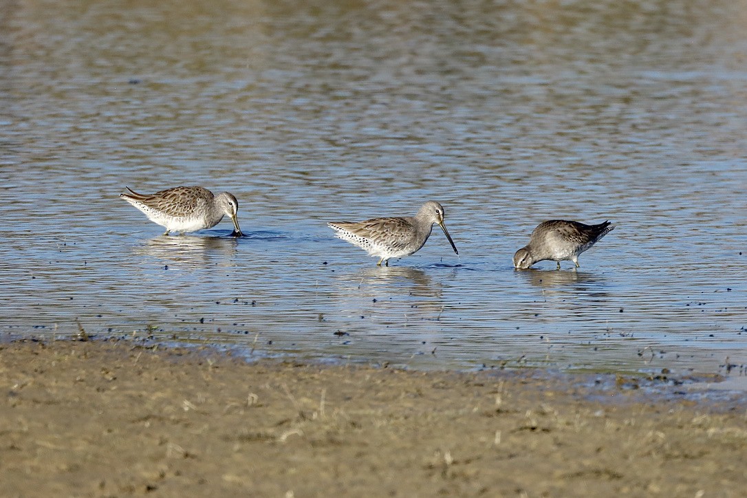 Bécassin à long bec - ML644654495