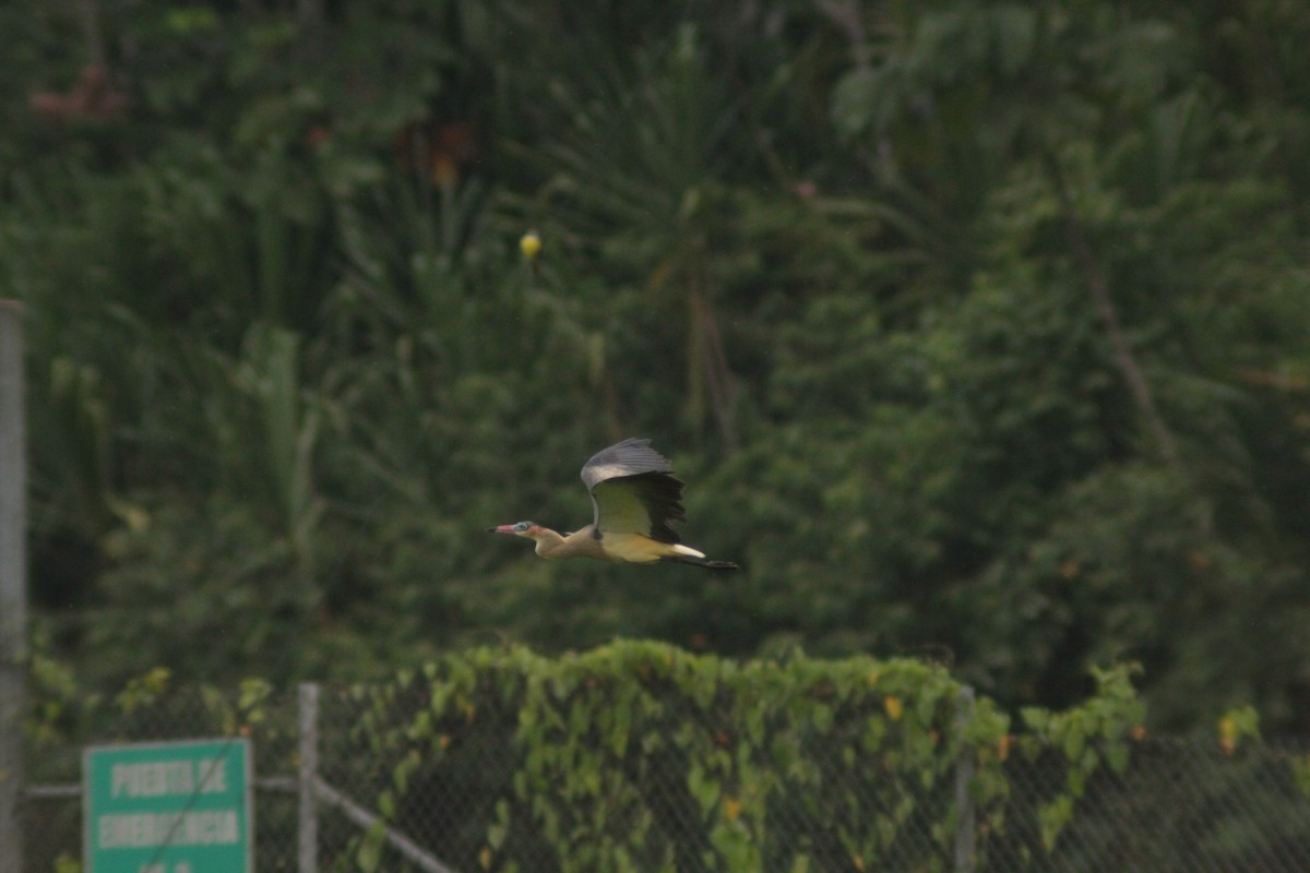 Whistling Heron - ML644654499