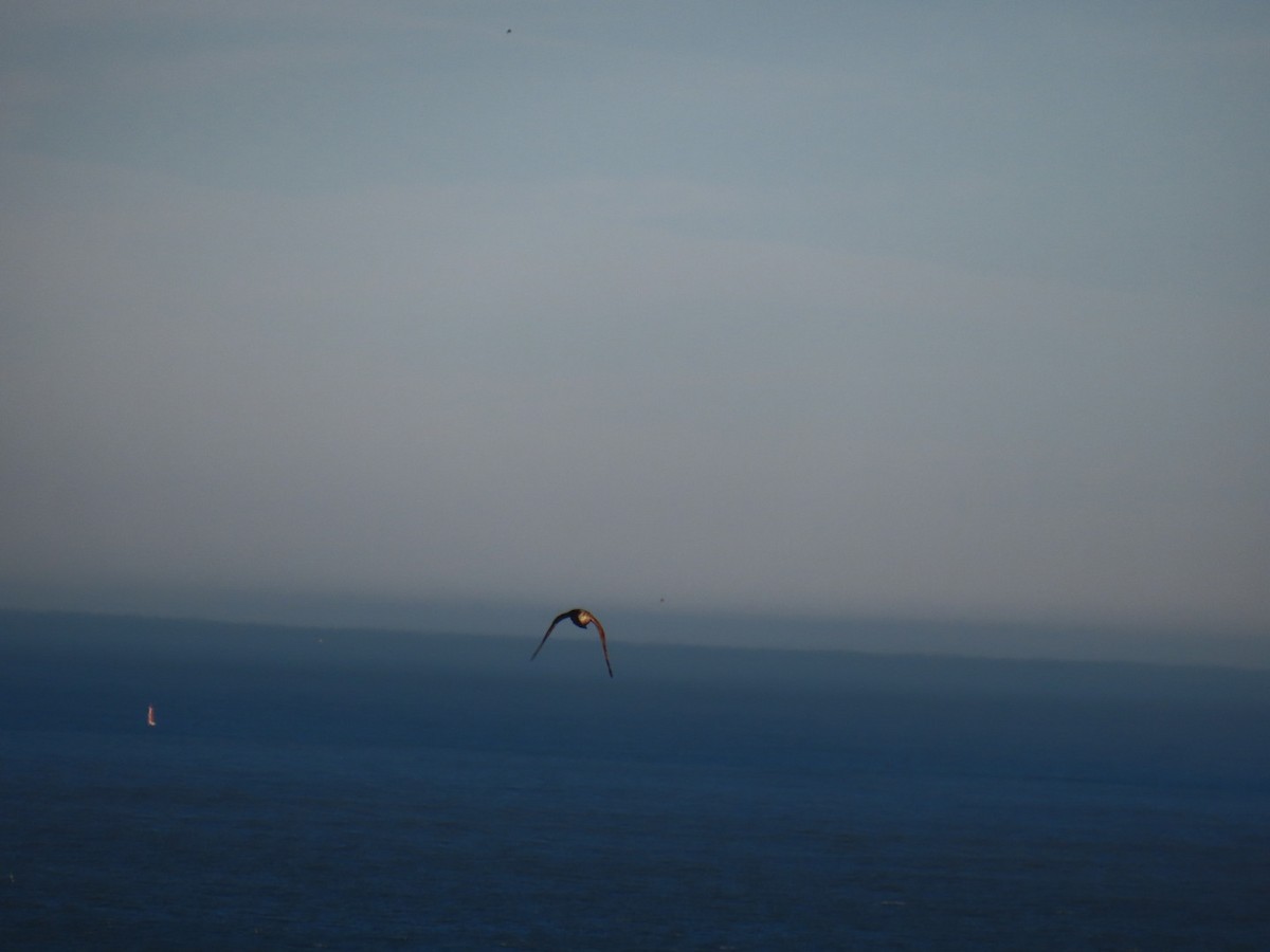 Atmaca - ML644654508