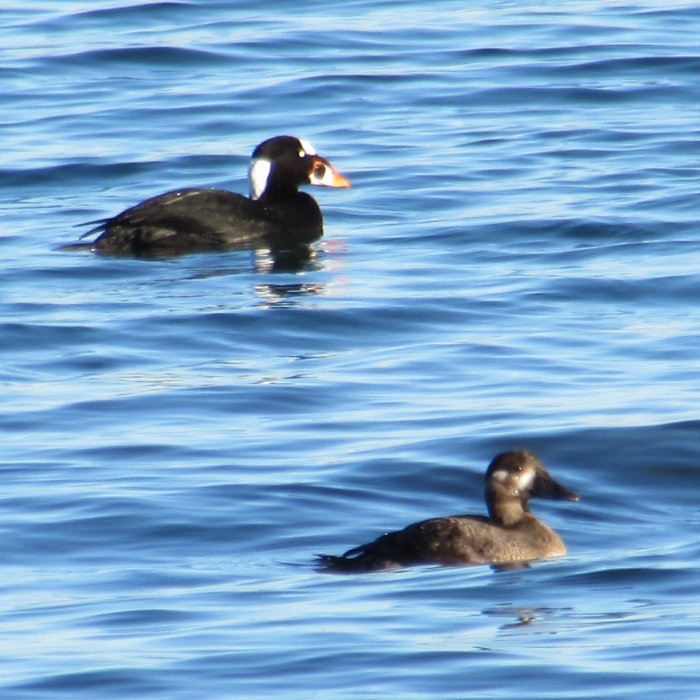 アラナミキンクロ - ML644654513