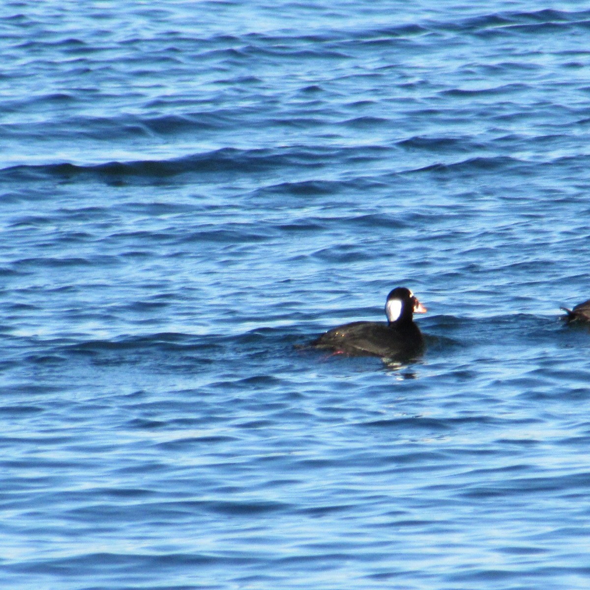 アラナミキンクロ - ML644654514