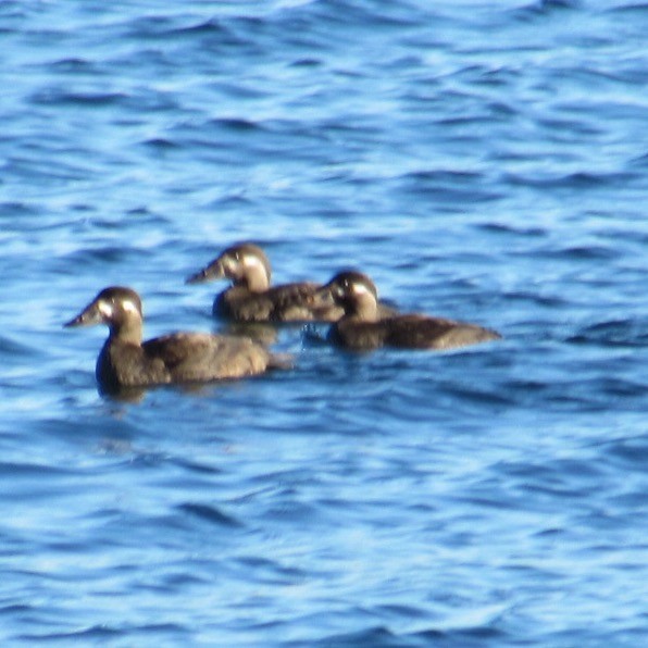 アラナミキンクロ - ML644654515