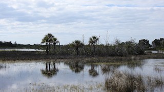 Merritt Island NWR--Black Point Wildlife Drive, Brevard, Florida ...