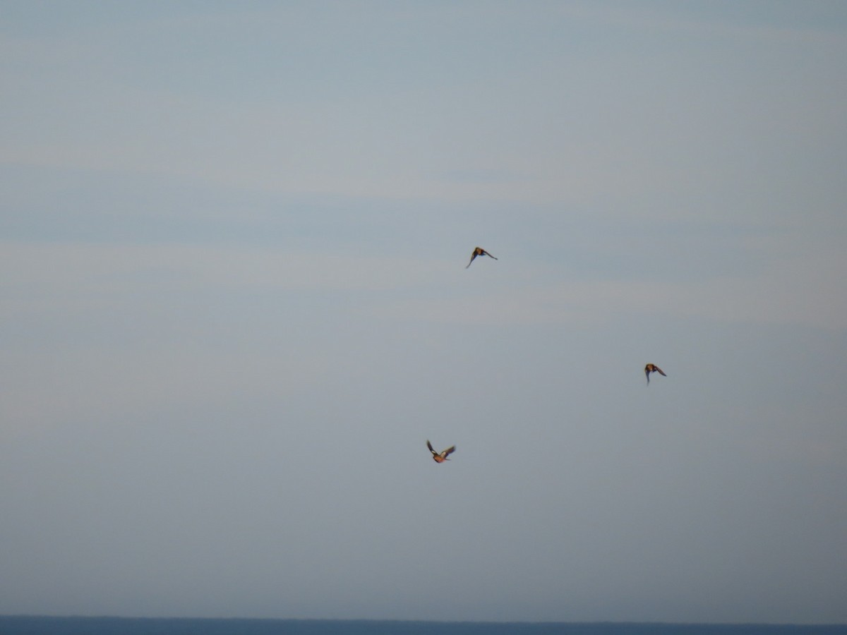 Pinzón Vulgar - ML644654517