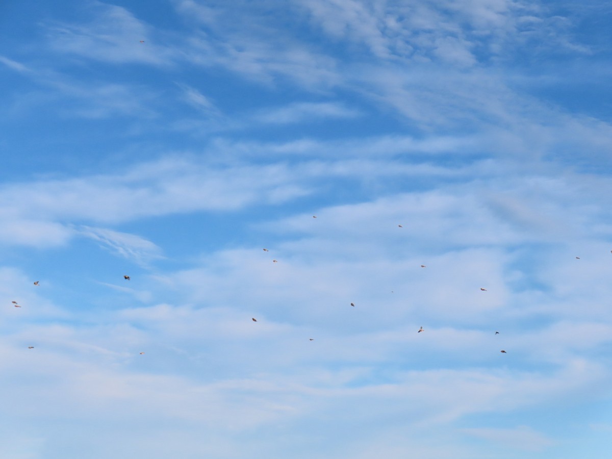 Pinzón Vulgar - ML644654519