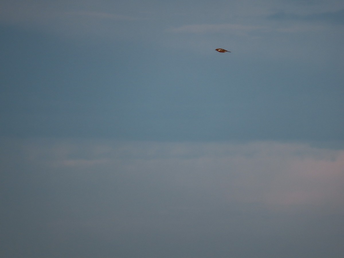 Pinzón Vulgar - ML644654520