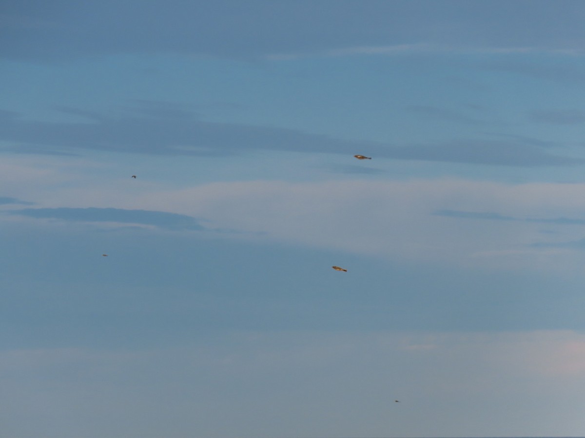 Pinzón Vulgar - ML644654521