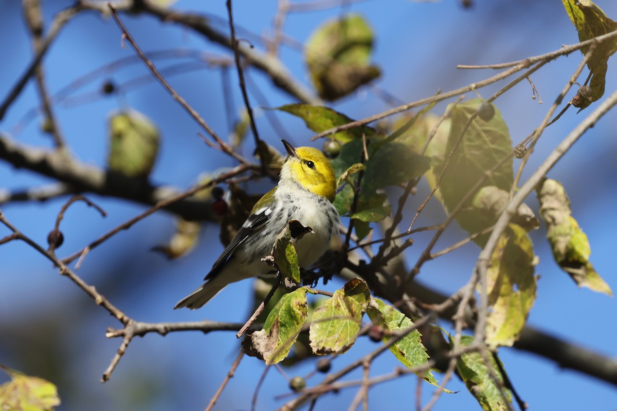 Black-throated Green Warbler - ML644654523