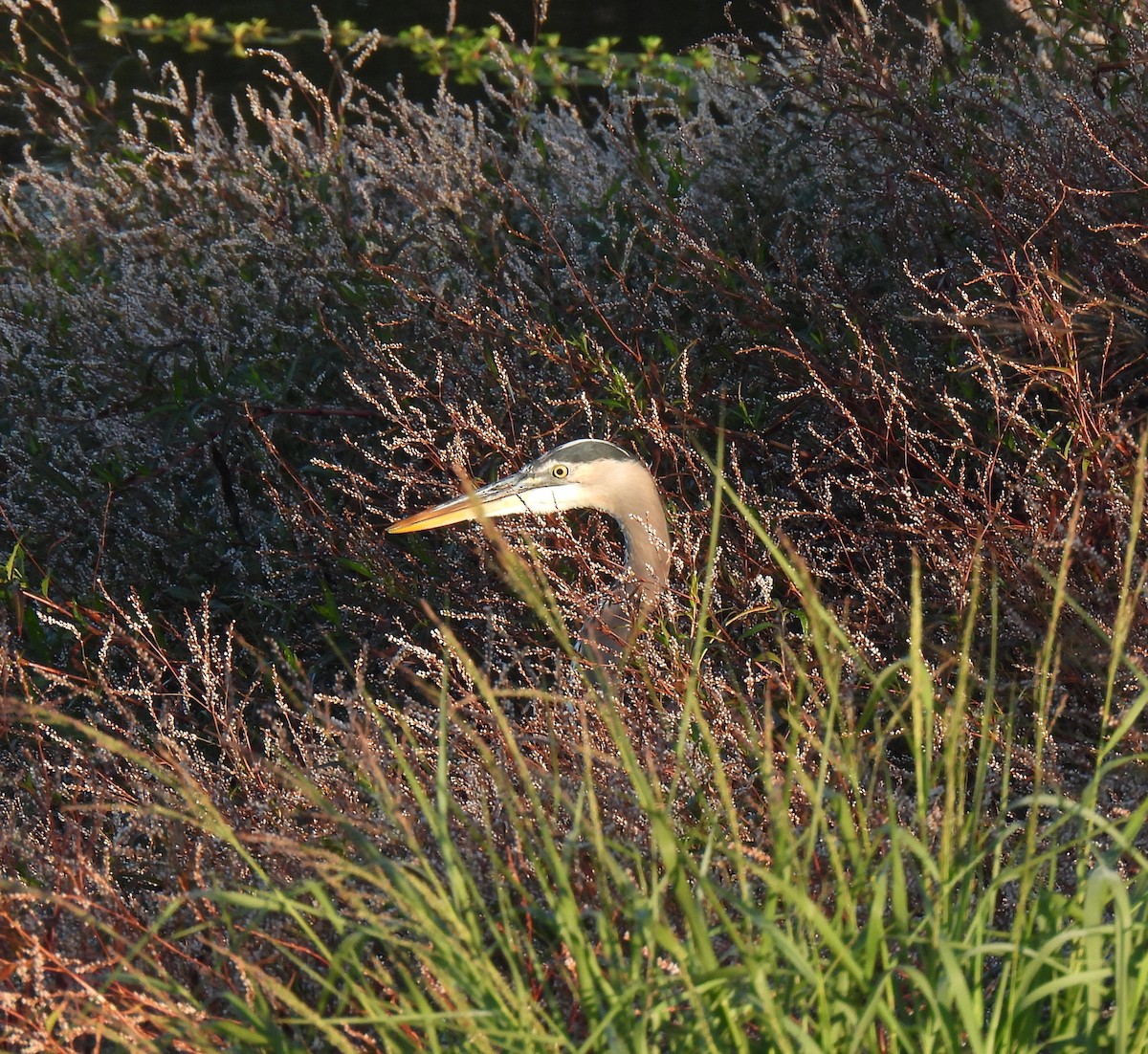 Great Blue Heron - ML644654555
