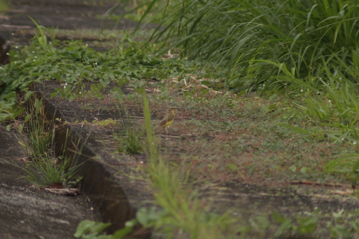 Cattle Tyrant - ML644654562