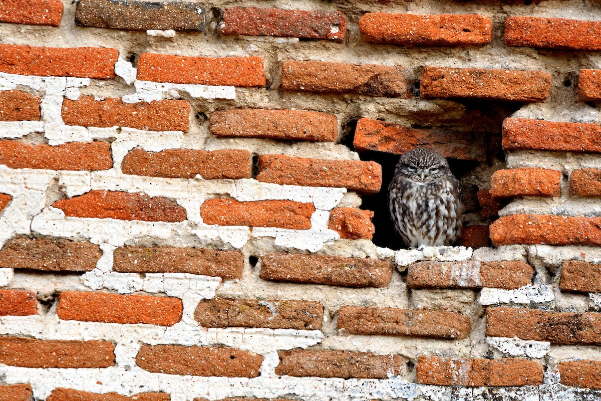 Little Owl - ML644654563