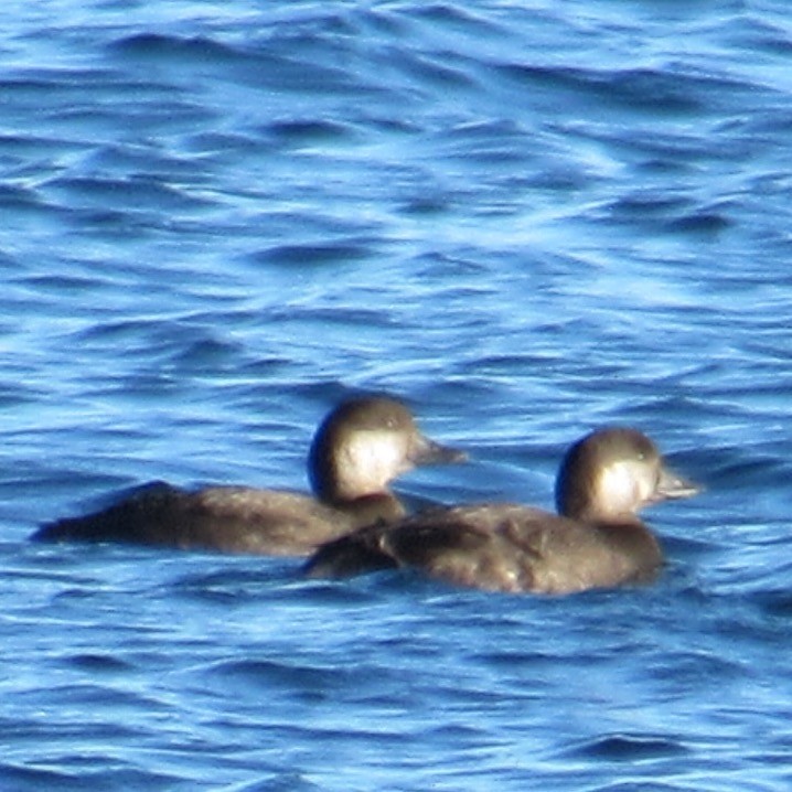 クロガモ - ML644654578