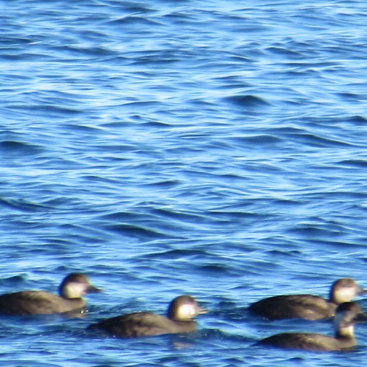 クロガモ - ML644654579