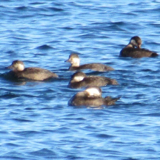 クロガモ - ML644654580