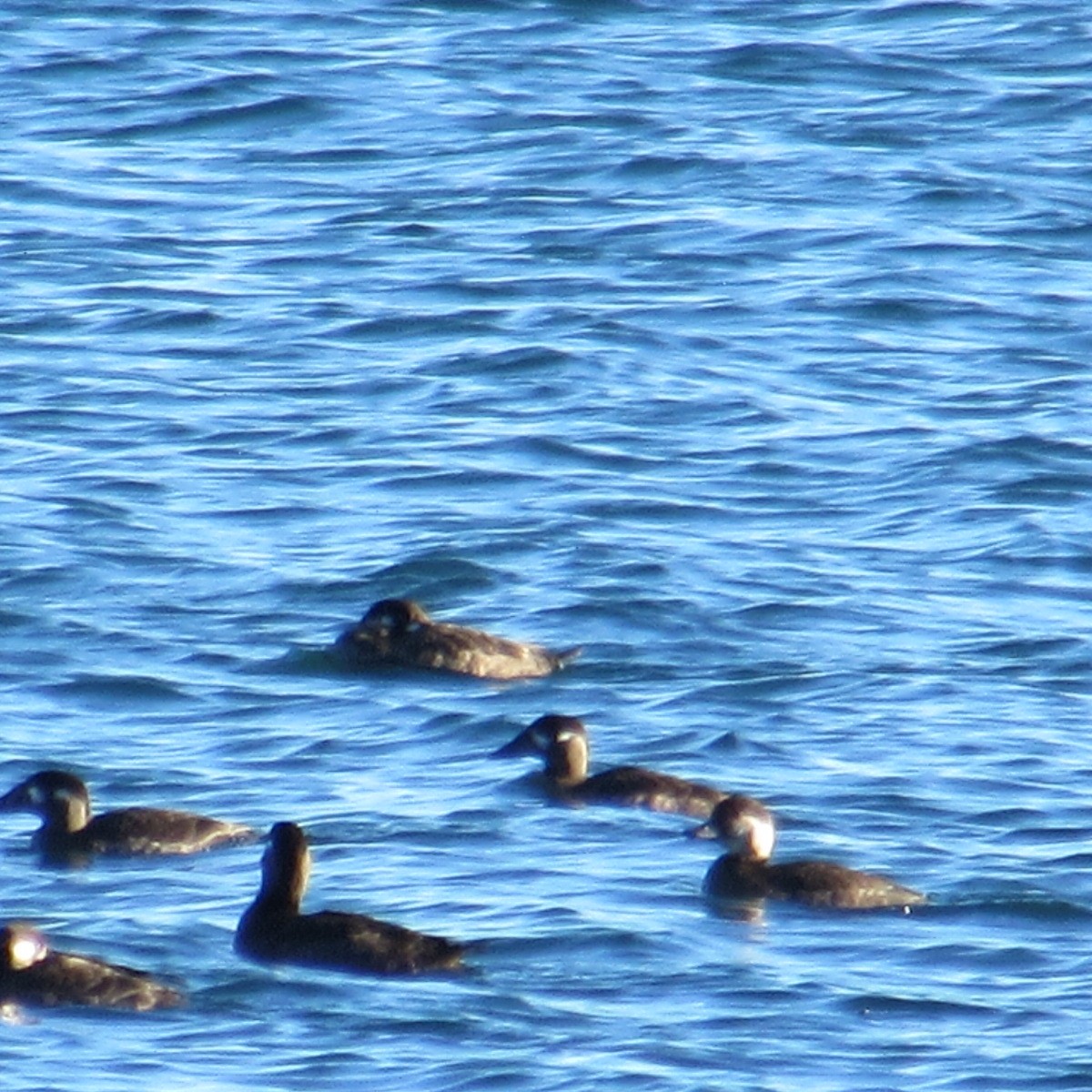 クロガモ - ML644654581