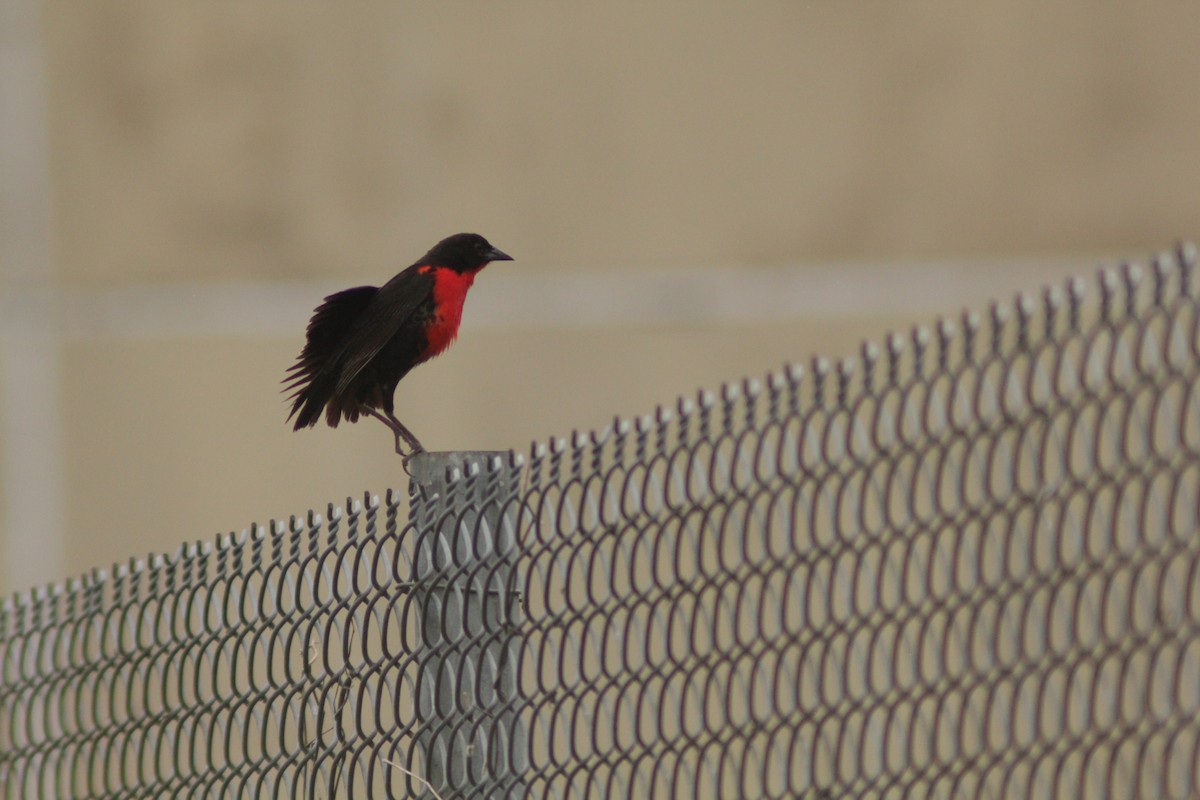 Red-breasted Meadowlark - ML644654582