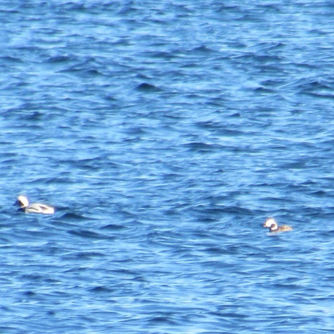 コオリガモ - ML644654586