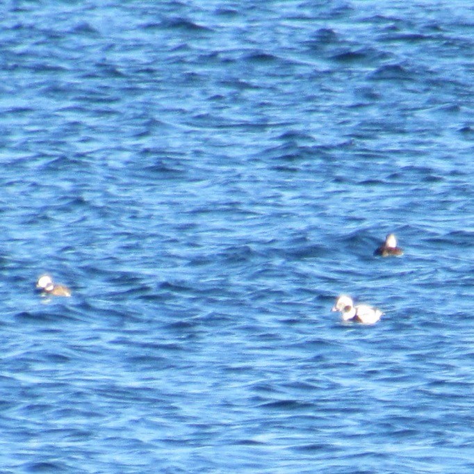 コオリガモ - ML644654587