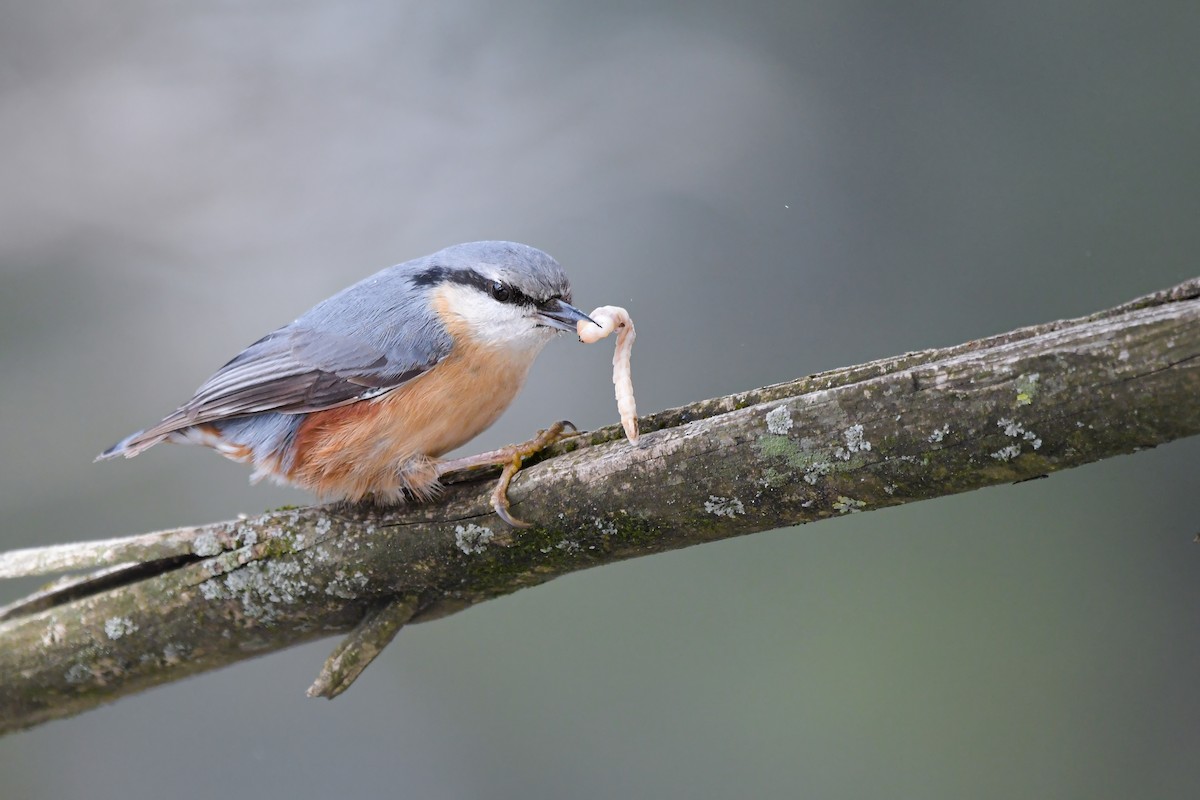 Eurasian Nuthatch - ML644654588