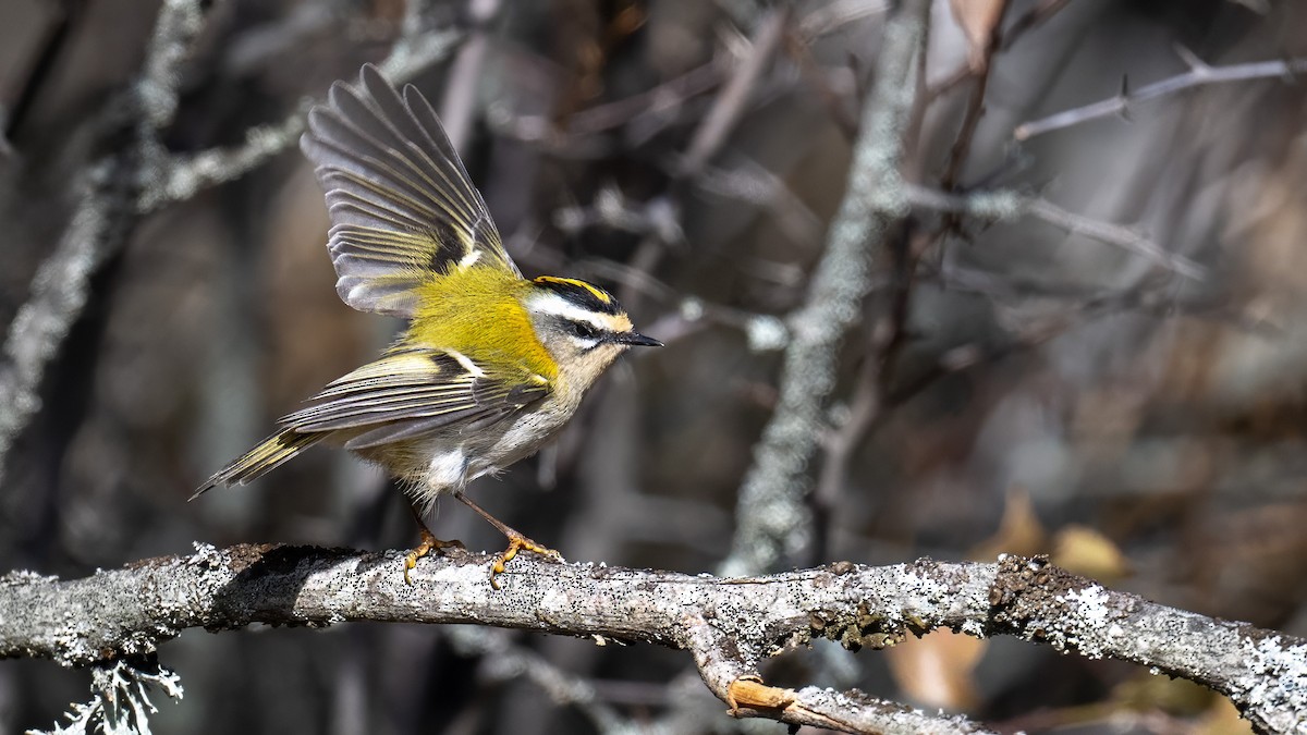 Common Firecrest - ML644654591
