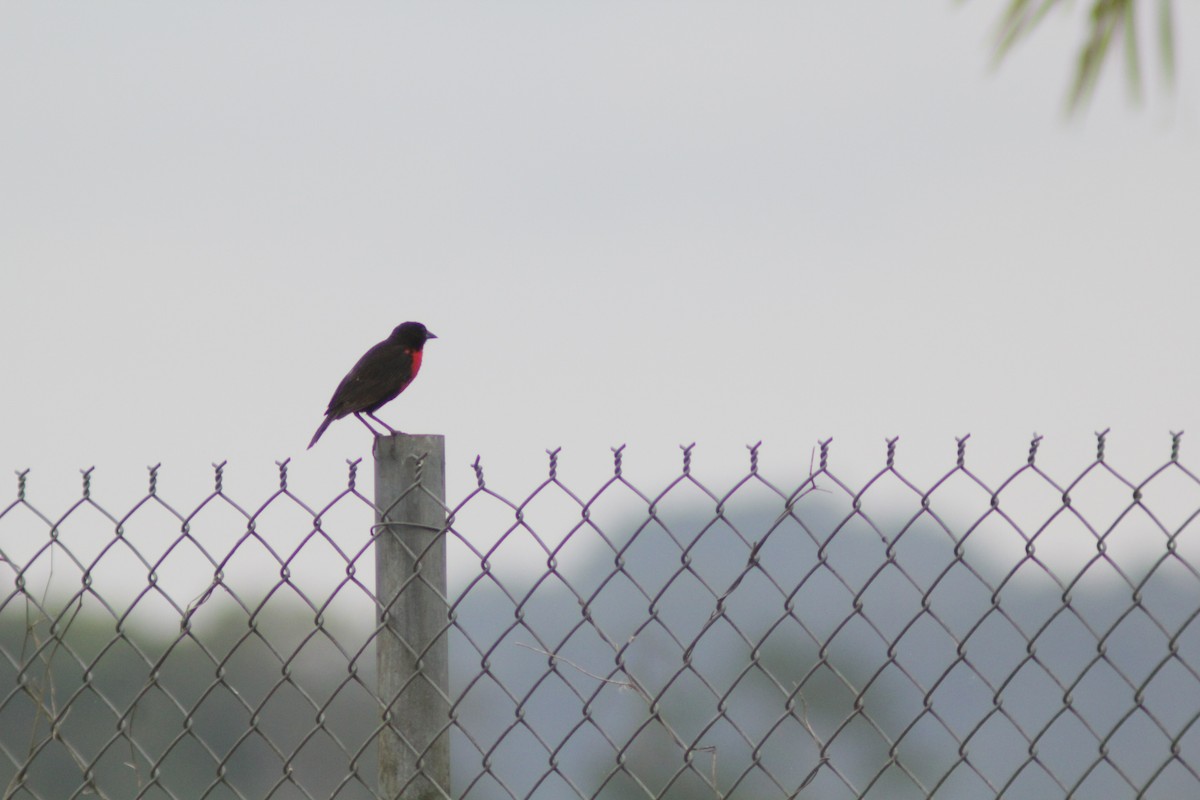 Red-breasted Meadowlark - ML644654592