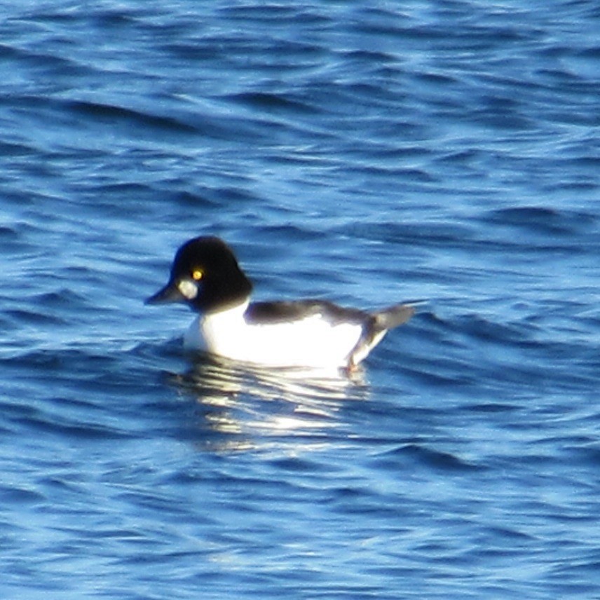 ホオジロガモ - ML644654593