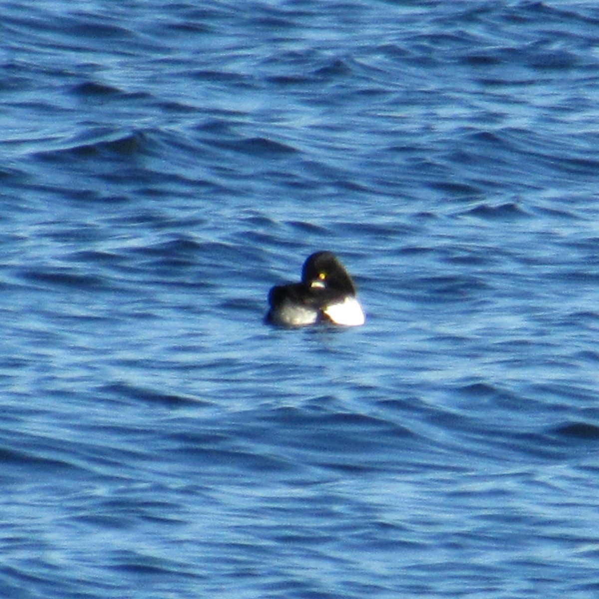 ホオジロガモ - ML644654594