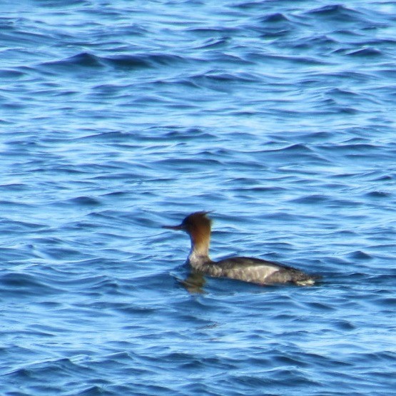 Red-breasted Merganser - ML644654603