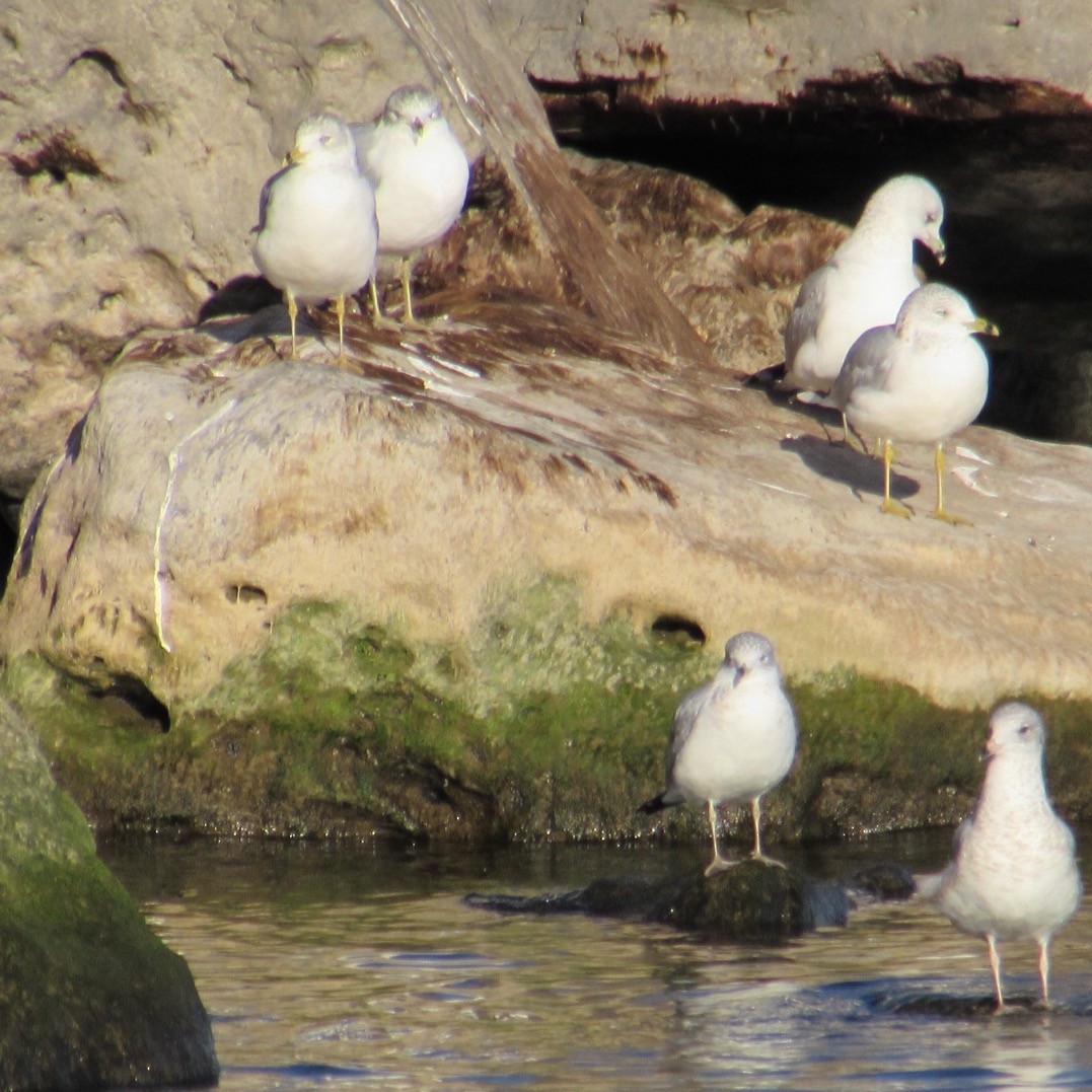 クロワカモメ - ML644654612