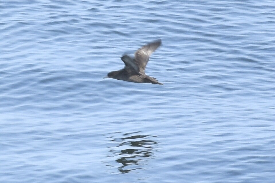 暴風鸌 - ML644654615